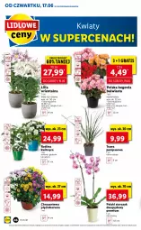 Gazetka promocyjna Lidl - GAZETKA - Gazetka - ważna od 19.06 do 19.06.2021 - strona 46 - produkty: Gra, Chryzantema, Storczyk, Fa