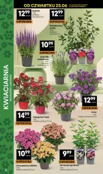 Gazetka promocyjna Delikatesy Centrum - Franczyza DC26 Czwartek - Gazetka - ważna od 01.07 do 01.07.2026 - strona 38 - produkty: Top, Chryzantema, Kosz