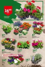 Gazetka promocyjna Auchan - przeNISKIE CENY przeWSPANIAŁE okazje Hipermarkety - Gazetka - ważna od 27.04 do 27.04.2022 - strona 26 - produkty: Aksam