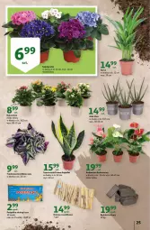 Gazetka promocyjna Auchan - Gazetka przeNISKIE CENY – PrzeWyborne produkty regionalne Hipermarkety - Gazetka - ważna od 14.09 do 14.09.2022 - strona 25 - produkty: Kalanchoe, Aloe vera