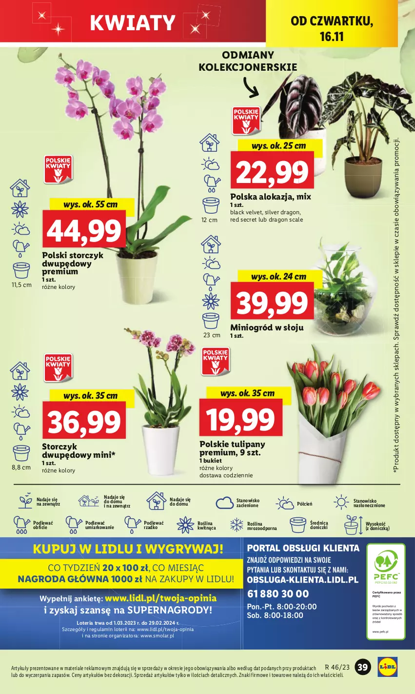 Gazetka promocyjna Lidl - GAZETKA - ważna 16.11 do 18.11.2023 - strona 53 - produkty: Bukiet, Cień, Fa, Gry, Lack, Mola, O nas, Ogród, Por, Sok, Storczyk, Tulipan, Velvet