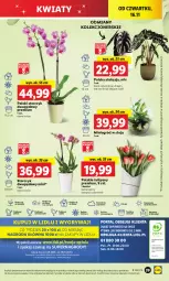 Gazetka promocyjna Lidl - GAZETKA - Gazetka - ważna od 18.11 do 18.11.2023 - strona 53 - produkty: Sok, Por, Gry, Tulipan, Cień, O nas, Velvet, Lack, Storczyk, Mola, Bukiet, Ogród, Fa