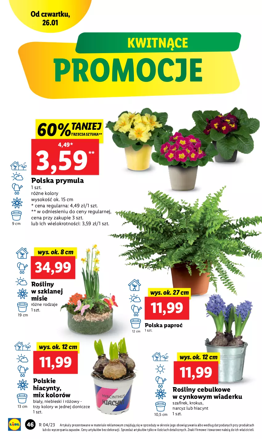 Gazetka promocyjna Lidl - GAZETKA - ważna 26.01 do 29.01.2023 - strona 52 - produkty: Cynk, Hiacynt, Krokus, Narcyz, Prymula, Sok