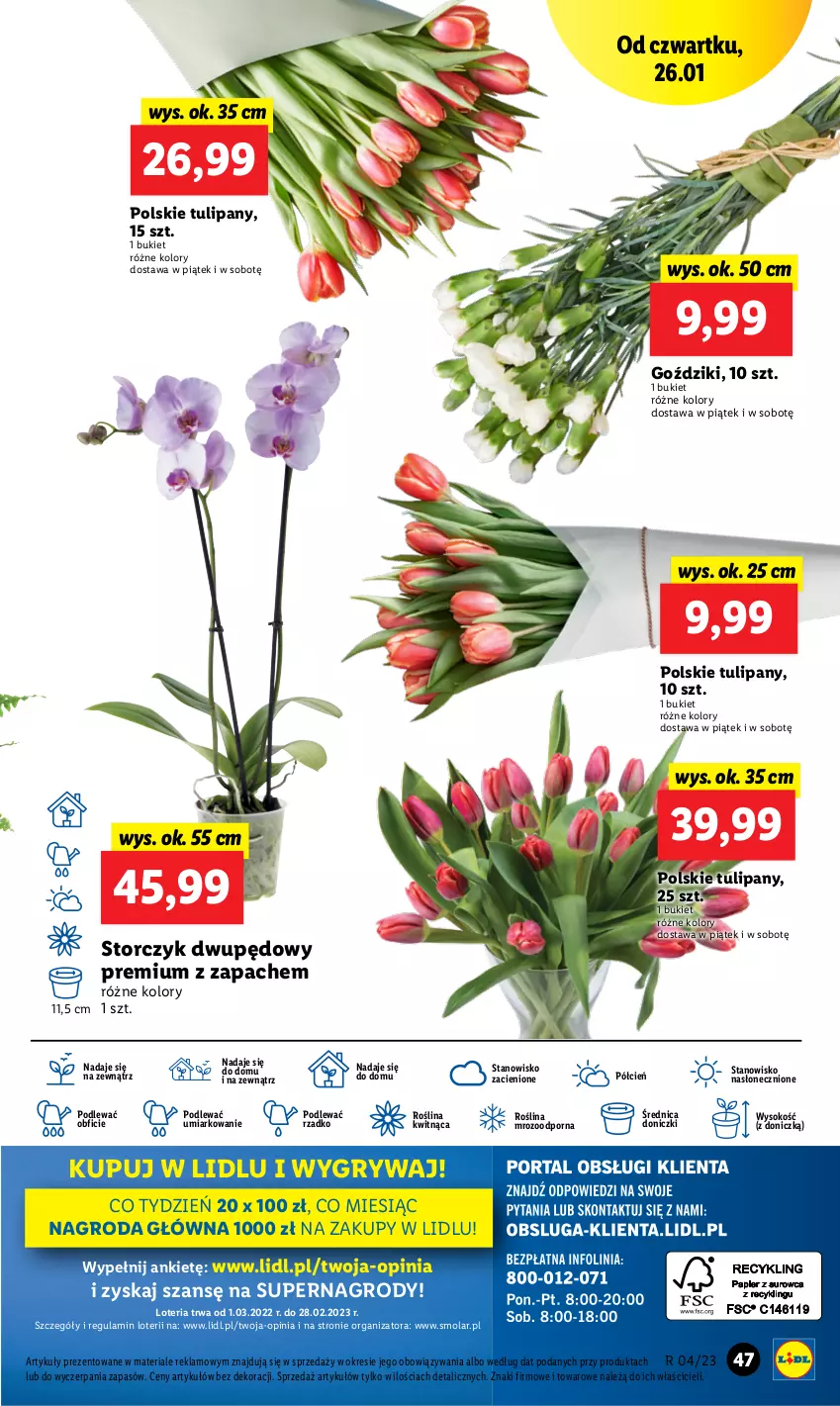 Gazetka promocyjna Lidl - GAZETKA - ważna 26.01 do 29.01.2023 - strona 53 - produkty: Bukiet, Cień, Gry, Mola, O nas, Por, Sok, Storczyk, Tulipan