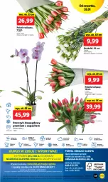 Gazetka promocyjna Lidl - GAZETKA - Gazetka - ważna od 29.01 do 29.01.2023 - strona 53 - produkty: Sok, Por, Gry, Tulipan, Cień, O nas, Storczyk, Mola, Bukiet