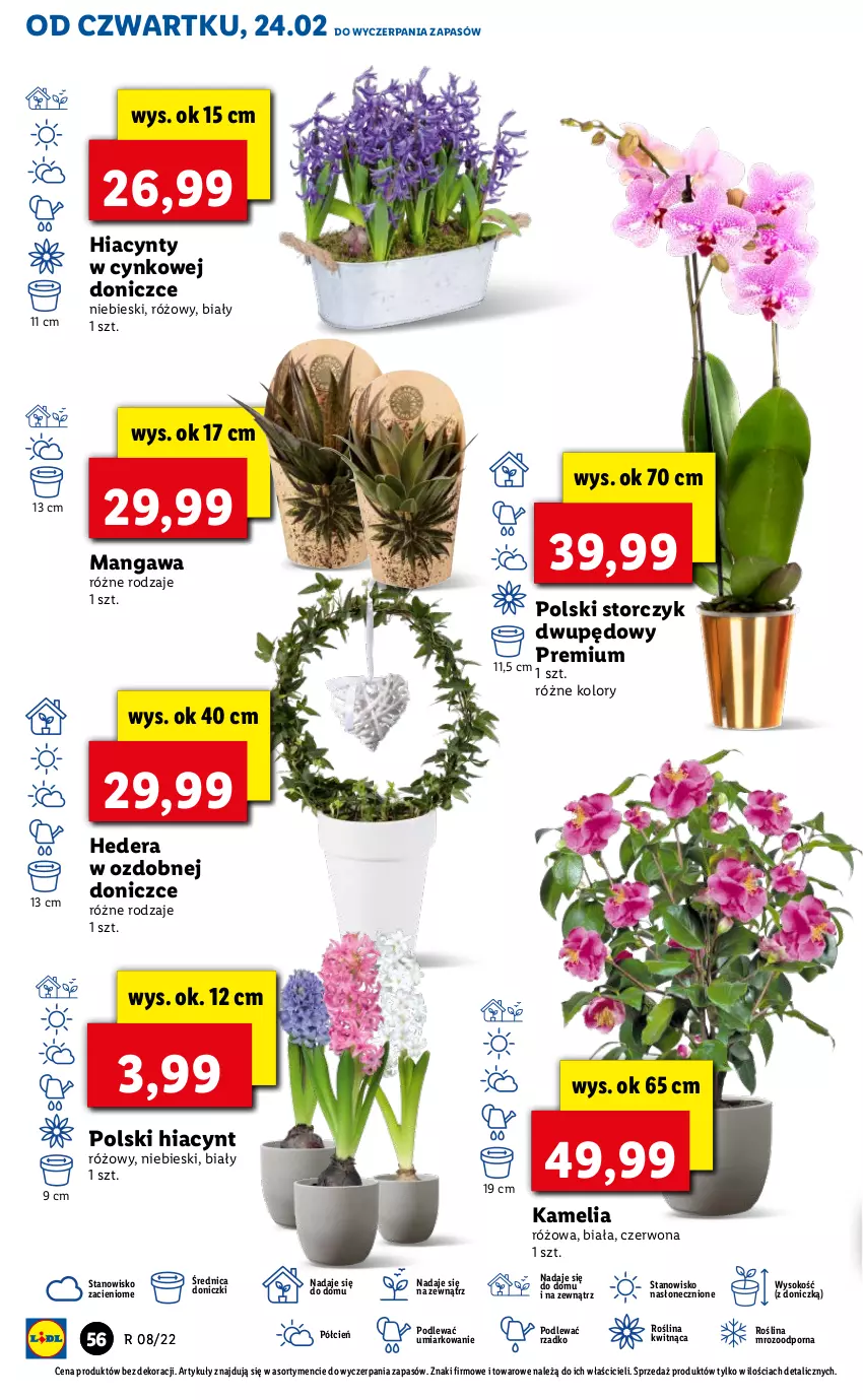 Gazetka promocyjna Lidl - GAZETKA - ważna 24.02 do 26.02.2022 - strona 56 - produkty: Cień, Cynk, Hiacynt, O nas, Por, Sok, Storczyk