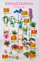 Gazetka promocyjna Biedronka - Gazetka - ważna od 30.01 do 30.01.2022 - strona 15 - produkty: Kalanchoe, Storczyk, Fa