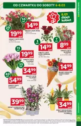 Gazetka promocyjna Stokrotka - Supermarket Opole/Radom - Gazetka - ważna od 12.03 do 12.03.2025 - strona 7 - produkty: Tulipan, Kwiaty cięte, Bukiet, HP