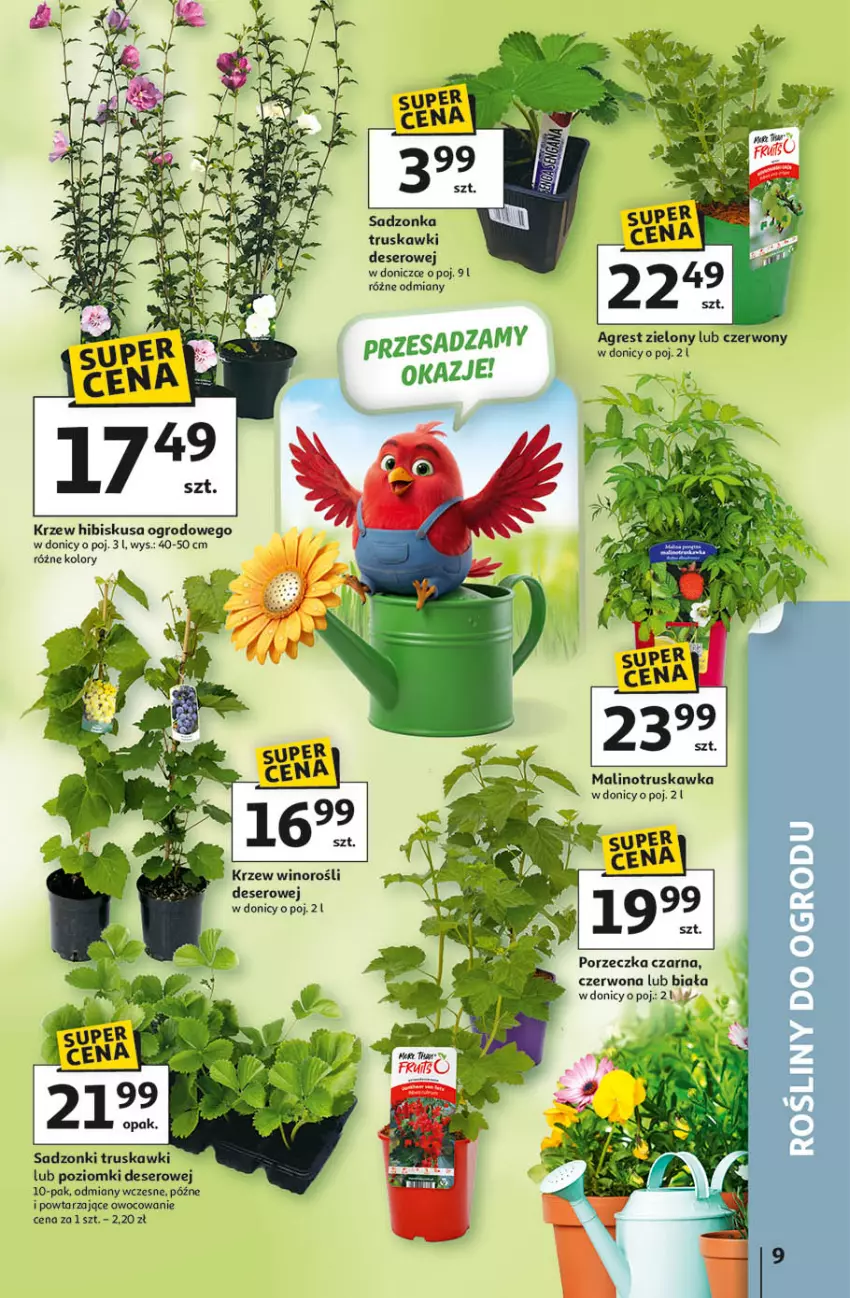 Gazetka promocyjna Auchan - 30 Lat Hipermarket - ważna 09.04 do 15.04.2026 - strona 9 - produkty: Deser, Gres, Hibiskus, Por, Ser, Truskawki, Wino