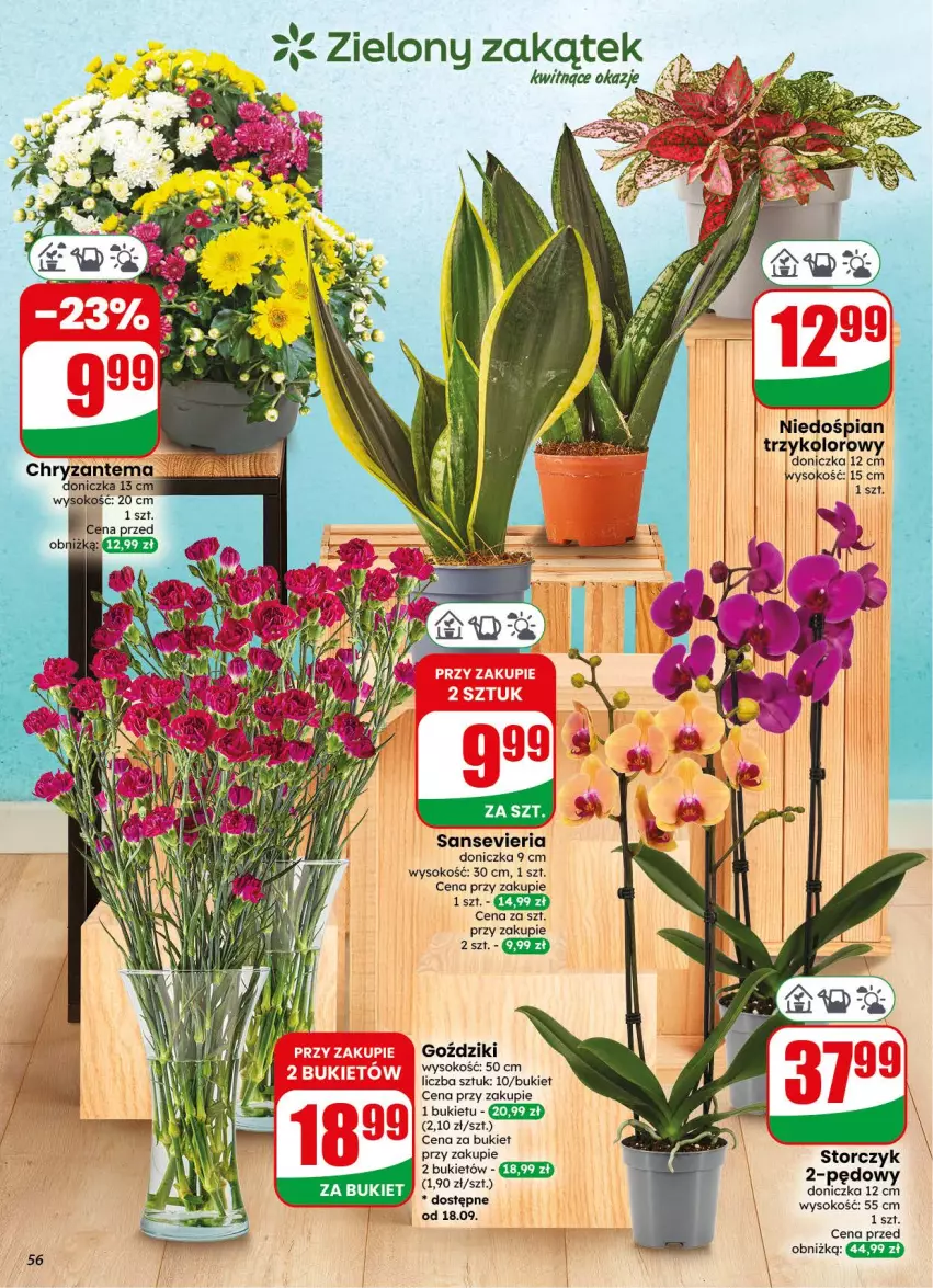 Gazetka promocyjna Dino - Gazetka 38 / 2026 - ważna 16.09 do 22.09.2026 - strona 56 - produkty: Bukiet, Chryzantema, Sok, Storczyk