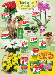 Gazetka promocyjna Dino - Gazetka - Gazetka - ważna od 26.10 do 26.10.2021 - strona 17 - produkty: Cebula, Chryzantema, Kalanchoe, Storczyk, Bukiet