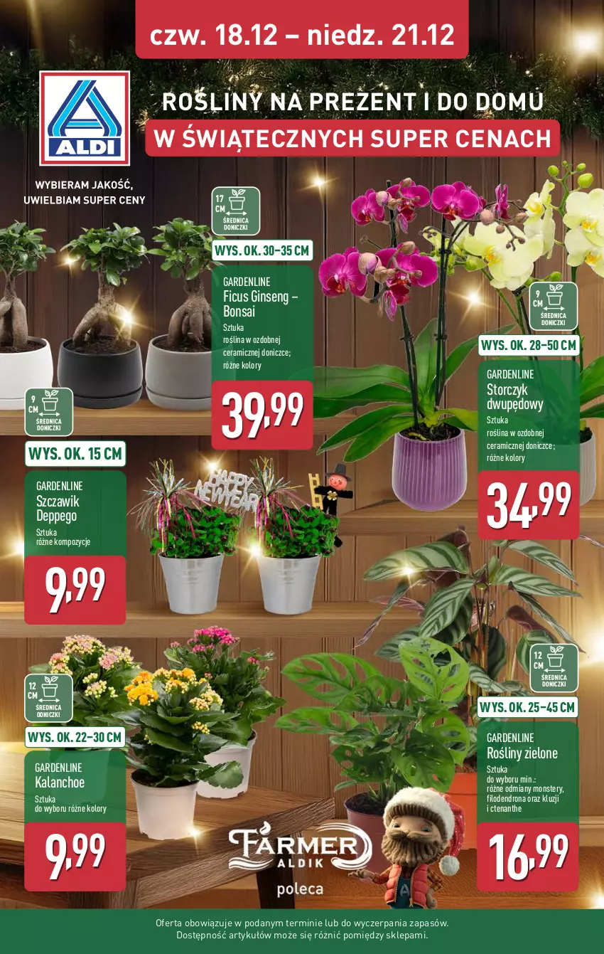 Gazetka promocyjna Aldi - Pełna oferta - ważna 15.12 do 21.12.2025 - strona 37 - produkty: Gin, Kalanchoe, Storczyk
