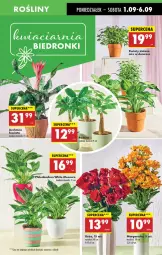 Gazetka promocyjna Biedronka - Od Poniedziałku - Gazetka - ważna od 06.09 do 06.09.2025 - strona 17 - produkty: Sok, Róża, Wazon, Fa