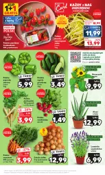 Gazetka promocyjna Kaufland - Mocny Start - Gazetka - ważna od 26.07 do 26.07.2023 - strona 7 - produkty: Cebula, Gra, Pietruszka, Papryka, Bukiet, Grunt, Pomidory, Rzodkiewka, Fa