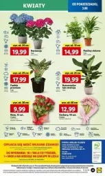 Gazetka promocyjna Lidl - Gazetka - ważna od 05.06 do 05.06.2024 - strona 40 - produkty: Por, Gerber, Cień, Portal, Bukiet, Nike, Fa
