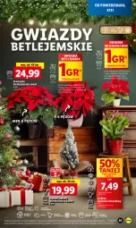 Gazetka promocyjna Lidl - GAZETKA - Gazetka - ważna od 29.11 do 29.11.2023 - strona 69 - produkty: Sok, Kaktus, Cień, O nas, Gwiazda