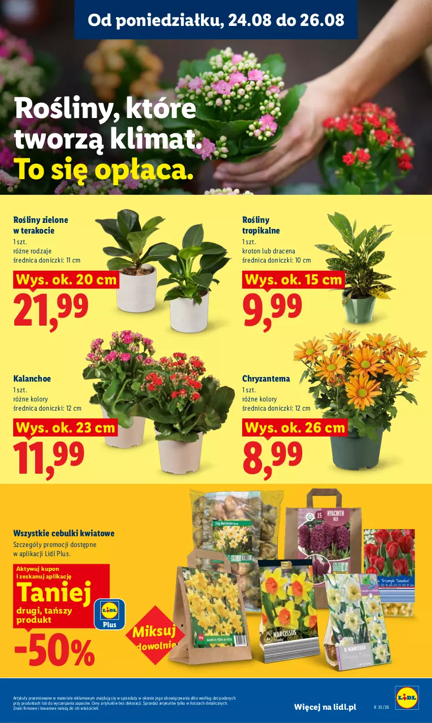 Gazetka promocyjna Lidl - Gazetka ważna od 24.08 do 26.08 - ważna 24.08 do 26.08.2026 - strona 85 - produkty: Chryzantema, Kalanchoe, Koc, Tera