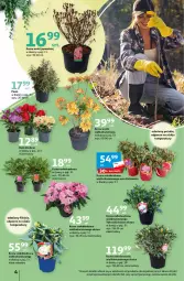 Gazetka promocyjna Auchan - Ogród w najlepszej formie Hipermarket Auchan - Gazetka - ważna od 27.03 do 27.03.2024 - strona 4 - produkty: Ser, Por, Królewski