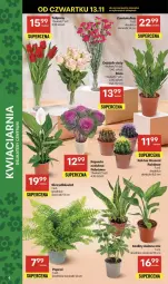 Gazetka promocyjna Delikatesy Centrum - Franczyza DC46 Czwartek - Gazetka - ważna od 19.11 do 19.11.2025 - strona 6 - produkty: Rum, Tulipan, Róża, Kaktus, Bukiet