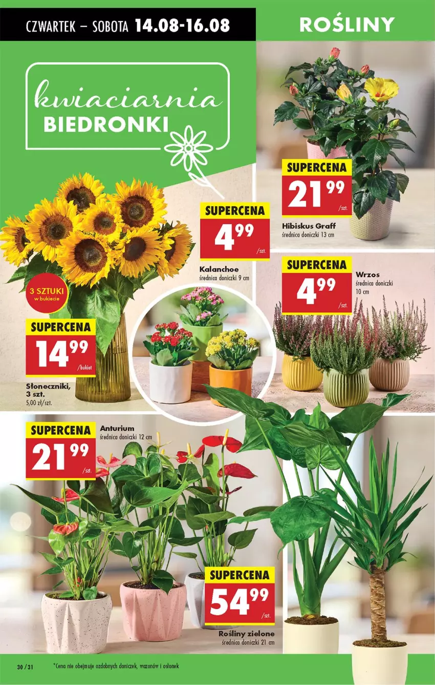 Gazetka promocyjna Biedronka - Od Czwartku - ważna 14.08 do 20.08.2025 - strona 36 - produkty: Gra, Hibiskus, Kalanchoe, Wazon