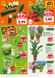 Gazetka promocyjna Kaufland - Mocny Start - Gazetka - ważna od 17.06 do 17.06.2025 - strona 13 - produkty: Sałat, Grunt, Rzodkiewka