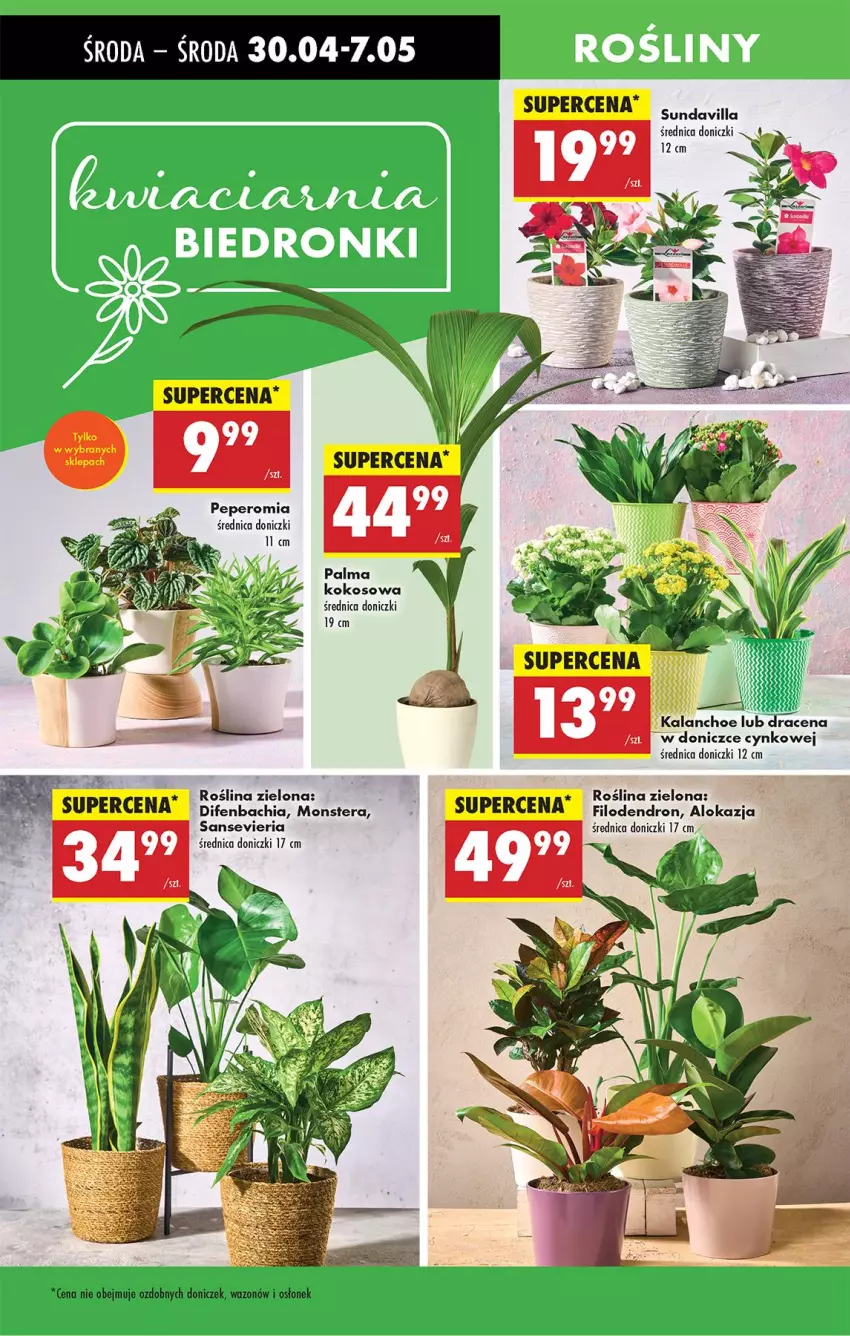 Gazetka promocyjna Biedronka - Od Środy - ważna 30.04 do 01.05.2025 - strona 21 - produkty: Chia, Cynk, Kalanchoe, Kokos, NBA, Tera, Wazon