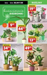 Gazetka promocyjna Biedronka - Od Środy - Gazetka - ważna od 01.05 do 01.05.2025 - strona 21 - produkty: NBA, Cynk, Chia, Kalanchoe, Tera, Wazon, Kokos