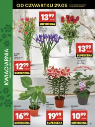 Gazetka promocyjna Delikatesy Centrum - Franczyza DC22 Czwartek - Gazetka - ważna od 04.06 do 04.06.2025 - strona 16 - produkty: Bukiet