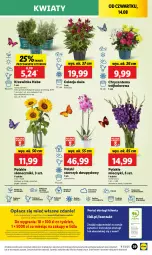 Gazetka promocyjna Lidl - GAZETKA - Gazetka - ważna od 16.08 do 16.08.2025 - strona 41 - produkty: Sok, Por, Gra, Anew, Inka, Chryzantema, Cień, O nas, Portal, Laur, Storczyk, Mola, Bukiet, Miecz