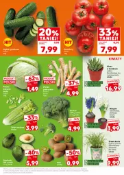 Gazetka promocyjna Kaufland - Mocny Start - Gazetka - ważna od 07.01 do 07.01.2026 - strona 15 - produkty: Mop, Koc, Hiacynt, Pietruszka, Kije, Tera, Siatka, Seler naciowy, Grunt, Pomidory