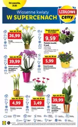 Gazetka promocyjna Lidl - GAZETKA - Gazetka - ważna od 03.04 do 03.04.2022 - strona 54 - produkty: Por, Storczyk, Narcyz, Flora