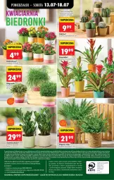 Gazetka promocyjna Biedronka - Od Poniedziałku - Gazetka - ważna od 18.07 do 18.07.2026 - strona 31 - produkty: Ser, Gra, Telefon, Papier, Kaktus, Kosz, Kalanchoe, Napoje, Wazon, Bromelia