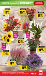 Gazetka promocyjna PoloMarket - Gazetka POLOmarket - Gazetka - ważna od 25.08 do 25.08.2026 - strona 9 - produkty: Campanula, Bukiet, Miecz