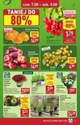 Gazetka promocyjna Aldi - Pełna oferta - Gazetka - ważna od 09.08 do 09.08.2025 - strona 33 - produkty: Sok, Chodnik, Chryzantema, Ananas, Kask, Pomidory, Sukulent, Miska, Nektar