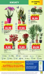 Gazetka promocyjna Lidl - GAZETKA - Gazetka - ważna od 23.08 do 23.08.2025 - strona 49 - produkty: Sok, Por, Gra, Cyklamen, Cień, O nas, Portal, Laur, Storczyk, Mola, Bukiet