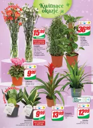 Gazetka promocyjna Dino - Gazetka - Gazetka - ważna od 10.01 do 10.01.2023 - strona 19 - produkty: Sok, Cyklamen, Bukiet