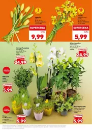 Gazetka promocyjna Kaufland - Gazetka - ważna od 19.04 do 19.04.2025 - strona 3 - produkty: Tulipan, Sezam, Storczyk, Fa