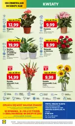 Gazetka promocyjna Lidl - GAZETKA - Gazetka - ważna od 10.08 do 10.08.2024 - strona 46 - produkty: Sok, Por, Gra, Chryzantema, Cień, O nas, Kalanchoe, Mola, Bukiet, Miecz