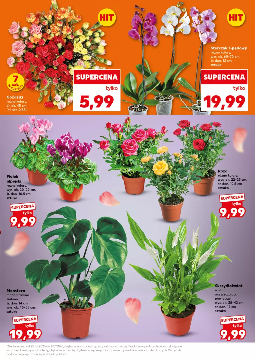 Gazetka promocyjna Kaufland - Mocny Start - ważna 29.06 do 01.07.2026 - strona 7 - produkty: Róża