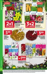 Gazetka promocyjna Stokrotka - Market - Gazetka - ważna od 28.04 do 28.04.2025 - strona 22 - produkty: Cebula, Warzywa, Gra, Róża, Ogórek, Owoce, Grunt, Rzodkiewka, Mięso, Fa
