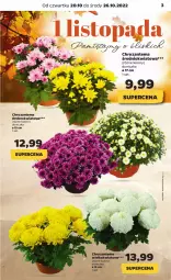 Gazetka promocyjna Netto - Artykuły spożywcze - Gazetka - ważna od 26.10 do 26.10.2022 - strona 3 - produkty: Chryzantema