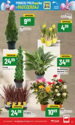 Gazetka promocyjna PoloMarket - Gazetka - ważna od 15.04 do 15.04.2025 - strona 55 - produkty: Tera, Narcyz, LG, Fa