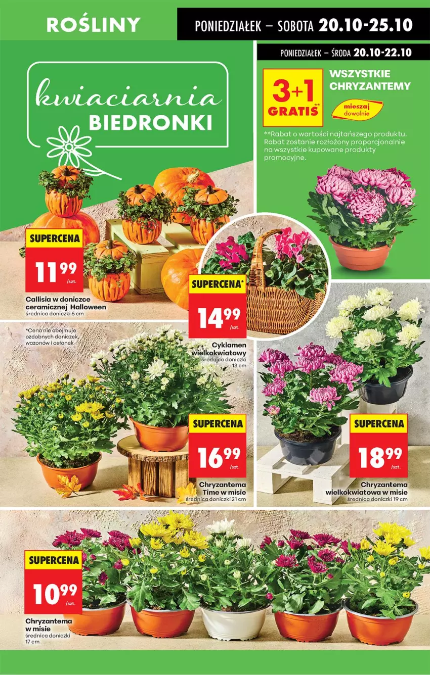 Gazetka promocyjna Biedronka - Od Poniedziałku - ważna 20.10 do 25.10.2025 - strona 75 - produkty: Chryzantema, Cyklamen, Fa, Gra, Wazon