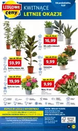 Gazetka promocyjna Lidl - GAZETKA - Gazetka - ważna od 13.07 do 13.07.2022 - strona 55 - produkty: Sok, Por, Gry, Cień, O nas, Kalanchoe, Mola, Bukiet