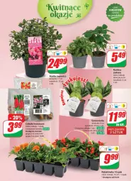 Gazetka promocyjna Dino - Gazetka 14 / 2024 - Gazetka - ważna od 09.04 do 09.04.2024 - strona 52 - produkty: Sok, Ser