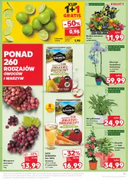 Gazetka promocyjna Kaufland - Gazetka tygodnia - Gazetka - ważna od 12.02 do 12.02.2025 - strona 11 - produkty: Sok, Gra, Kask, Storczyk, Winogrona, Limonka, Wino, Fa