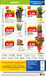 Gazetka promocyjna Lidl - GAZETKA - Gazetka - ważna od 20.03 do 20.03.2024 - strona 71 - produkty: Piwo, Sok, Por, Gra, Szal, Cień, Kosz, O nas, Mola, Bukiet