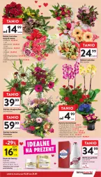 Gazetka promocyjna Intermarche - Gazetka promocyjna - Gazetka - ważna od 21.01 do 21.01.2026 - strona 13 - produkty: Krem do twarzy, Gerber, Eveline, Tulipan, Prymula, Róża, Old Spice, Chia, Kosz, Woda po goleniu, Storczyk, Bukiet, Woda