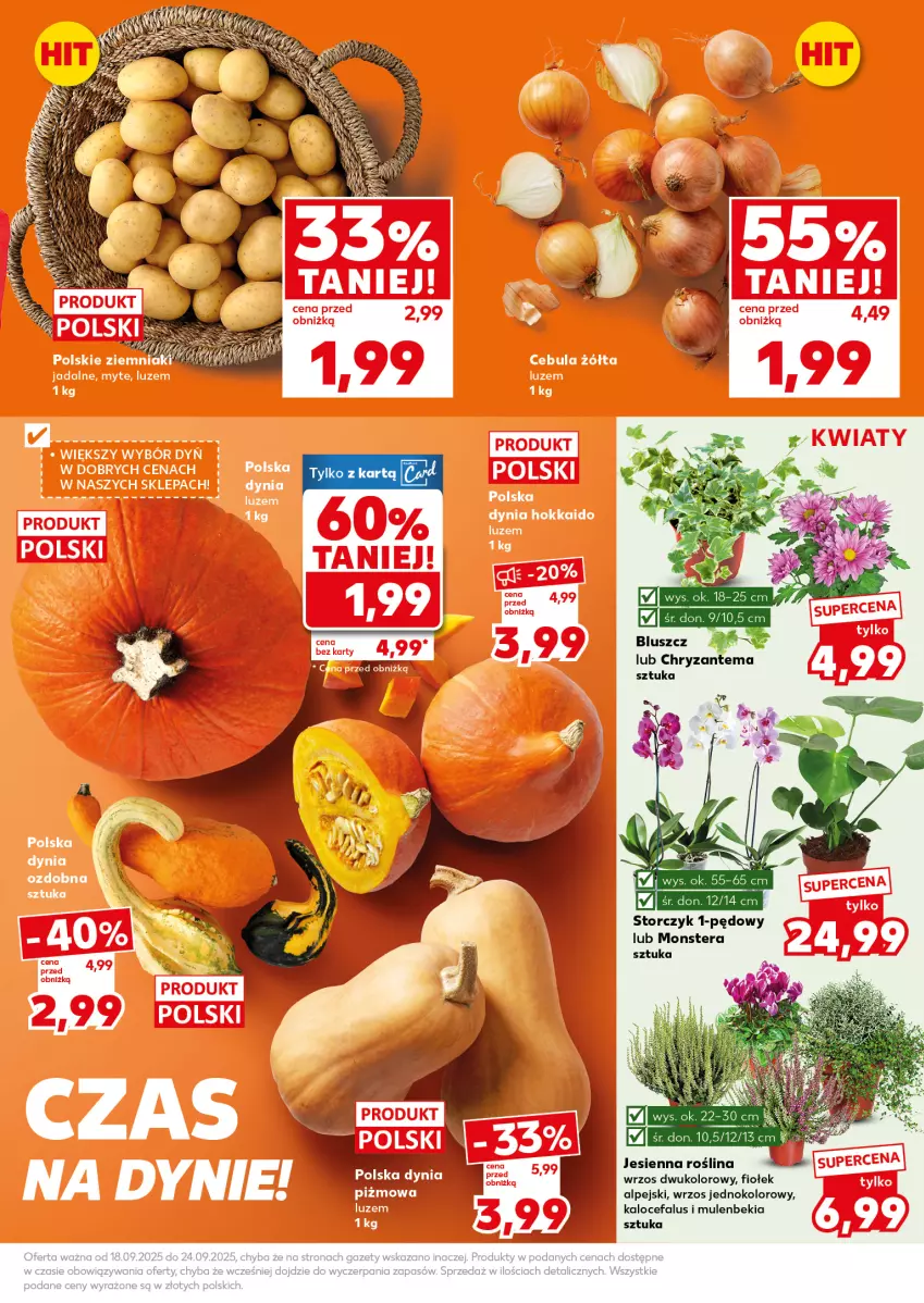 Gazetka promocyjna Kaufland - Mocny Start - ważna 22.09 do 24.09.2025 - strona 11 - produkty: Chryzantema, Fa, Mule, Storczyk, Tera