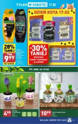 Gazetka promocyjna Aldi - Gazetka - ważna od 17.02 do 17.02.2024 - strona 16 - produkty: Hiacynt, Przysmaki, Narcyz